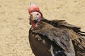Vulture, Lappet Faced - Wild Bird Background from Africa - Interesting Scavenger