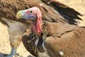 Vulture, Lappet Faced - Wild Bird Background from Africa - Raptor of Format