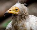 Vulture