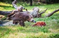 Vulture, a large raptorial bird