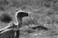 Closeup of Ruppells Griffon Vulture
