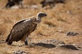 Ruppells Griffon Vulture, Masai Mara