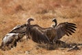 Ruppells Griffon Vulture spreading its wings