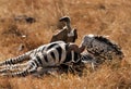 Ruppells Griffon Vultures feeding the zebra carcass Royalty Free Stock Photo