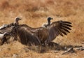 Ruppells Griffon Vulture with wings spread