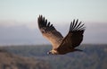 Vulture in las Hoces del Duraton