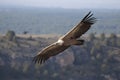 Vulture in las Hoces del Duraton Royalty Free Stock Photo
