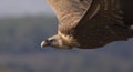 Vulture in las Hoces del Duraton Royalty Free Stock Photo