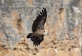Vulture in las Hoces del Duraton, Segovia Royalty Free Stock Photo