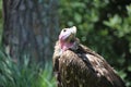 Vulture