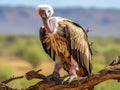 vulture