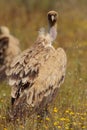 Vulture in the monfrague national park Royalty Free Stock Photo