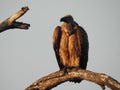 Vulture Northern region South Africa