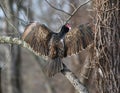 Vulture 14P Royalty Free Stock Photo