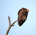 The Vulture Perched Above