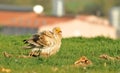 Vulture perched on green field Royalty Free Stock Photo