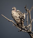 Vulture perched on tree in Serengeti, Tanzania