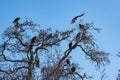 Vulture perched in a tree top Royalty Free Stock Photo