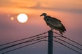 Vulture perches on telegraph pole, scanning for prey at dawn Royalty Free Stock Photo