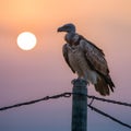 Vulture perches on telegraph pole, scanning for prey at dawn Royalty Free Stock Photo