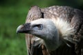 Vulture Portrait Royalty Free Stock Photo