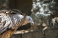 Vulture portrait closeup. Vulture head. Vulture beak. Vulture with beautiful feather