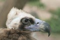 Vulture portrait