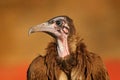 Vulture portrait. Hooded Vulture, Necrosyrtes monachus, detail portrait of bird, sitting in the grass in the savannah. Wildlife