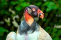 Vulture portrait