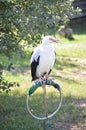 Vulture Portrait Of Palm Trees, Gypohierax Angolensis, In The Natural Park Of Cabarceno Old Mine For Iron Extraction. August 25, Royalty Free Stock Photo