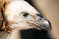 Vulture portrait