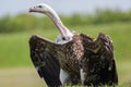 Vulture portrait. Ruppell`s griffon vulture bird of prey scaveng Royalty Free Stock Photo