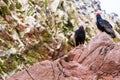 Vulture red neck birds in Ballestas Islands.Peru.South America. National park Paracas.