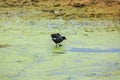 Vulture red neck birds in Ballestas Islands Peru South America National park Paracas