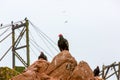 Vulture red neck birds in Ballestas Islands.Peru.South America. National park Paracas.