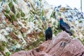 Vulture red neck birds in Ballestas Islands.Peru.South America. National park Paracas.