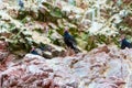 Vulture red neck birds in Ballestas Islands.Peru.South America.