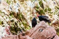 Vulture red neck birds in Ballestas Islands.Peru.South America. National park Paracas.