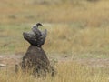 Vulture is roosting on a termite mount seen at Masai Mara, Kenya Royalty Free Stock Photo