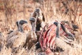 A group of vultures feeding on a kill Royalty Free Stock Photo