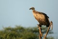 Vulture - Serengeti, Tanzania, Africa Royalty Free Stock Photo