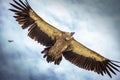 Vulture in Sertar's Sky Royalty Free Stock Photo