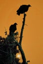 Vulture Silhouettes Royalty Free Stock Photo