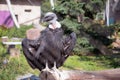 Vulture sits in a zoo cage.Vulture sits in a zoo cage