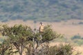 A Vulture Sitting In Its Nest Atop Atree