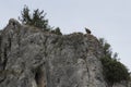 Vulture sitting on the rock in the Canyon of the Rio Lobos, Spain