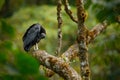 Vulture sitting on the tree in Costa Rica tropic forest. Ugly black bird Black Vulture, Coragyps atratus, bird in the habitat. Wil Royalty Free Stock Photo
