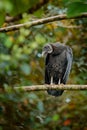 Vulture sitting on the tree in Costa Rica tropic forest. Ugly black bird Black Vulture, Coragyps atratus, bird in the habitat. Royalty Free Stock Photo