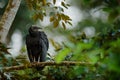 Vulture sitting on the tree in Costa Rica tropic forest. Ugly black bird Black Vulture, Coragyps atratus, bird in the habitat. Royalty Free Stock Photo