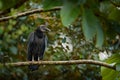 Vulture sitting on the tree in Costa Rica tropic forest. Ugly black bird Black Vulture, Coragyps atratus, bird in the habitat.